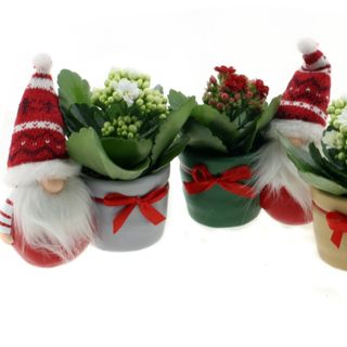 Mini Suculenta "Santa Claus"