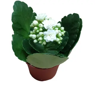 Kalanchoe Blanco
