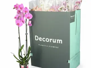 Orquídea Grande Rosa y/o Fucsia (2 Tallos PREMIUM)