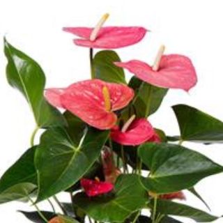 Anthurium Gigante TRICOLOR (Cavalli)