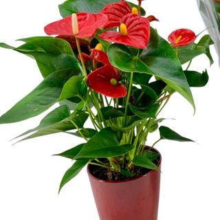 Anthurium Rojo Premium con Cerámica