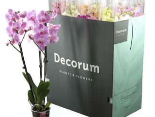 Orquídea Grande Rosa y Fucsia (3 Tallos PREMIUM)