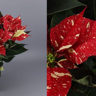 Flor de Pascua "Glitter" (Grande)