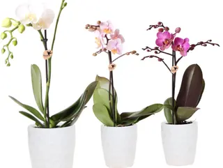 Orquídea Pitiminí Fucsia con Cerámica
