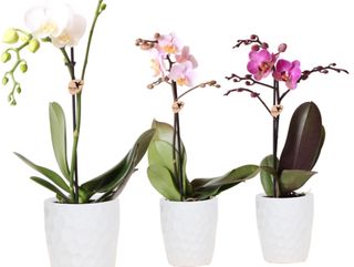 Orquídea Pitiminí Fucsia con Cerámica