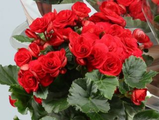 Begonia San Valentín con Cerámica (Roja)