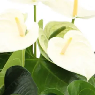 Anthurium Blanco Premium con Cerámica