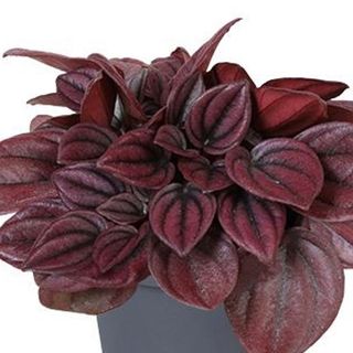 Peperomia Caperata con Cubremaceta