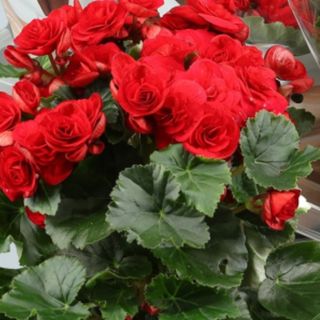 Begonia Roja con Cubre Decorativo