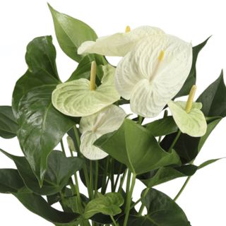 Anthurium Gigante (Blanco)
