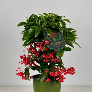 Ardisia crenata