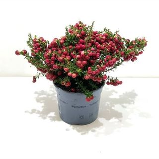 Gaultheria mucronata