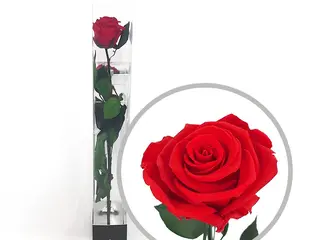 Rosa Preservada Roja (Larga Duración)