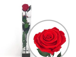 Rosa Preservada Natural (Larga Duración)