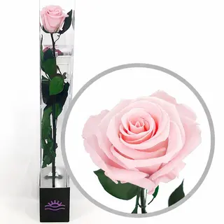 Rosa Preservada Rosa (Larga duración)