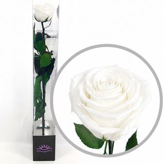 Rosa Preservada Blanca (Larga duración)