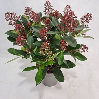 Skimmia Japonica