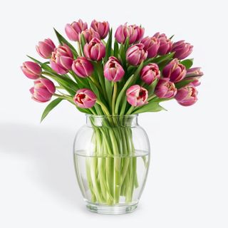 Paquete Basic 20 Tulipanes PEONIAS Rosas Flores