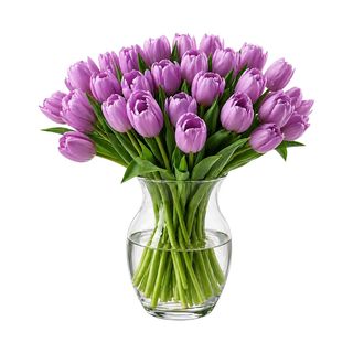 Paquete  30 Tulipanes Morados