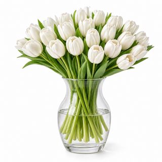 Paquete  40 Tulipanes Blancos