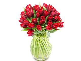 Paquete 40 Tulipanes Rojos Flores