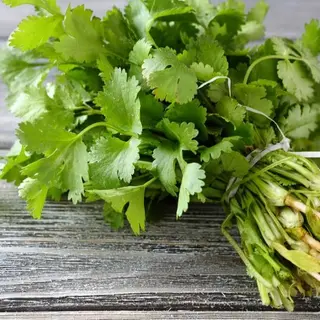 Cilantro (1Ud)