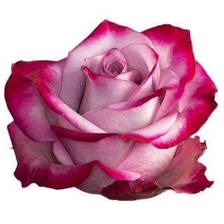 Rosa Deep Purple  Flor Suelta (Por unidad/No es un ramo/No bouquet) 