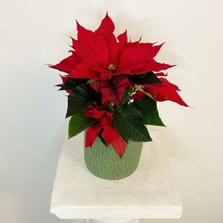 Ponsetia Luxury Pequeña