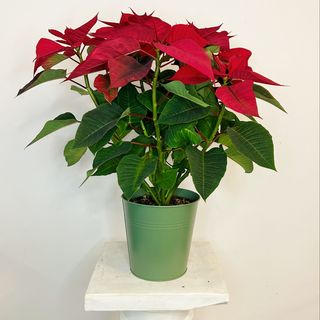 Ponsetia Luxury Grande