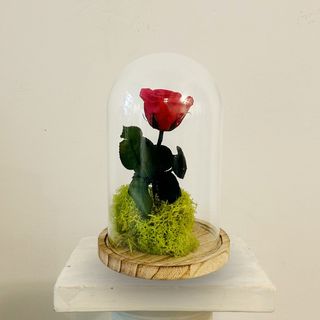 Cúpula Bella y Bestia Eterna Roja San Valentín