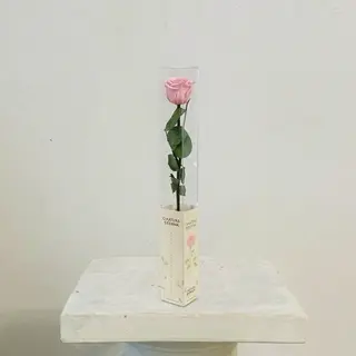 Rosa Rosa Eterna Preservada