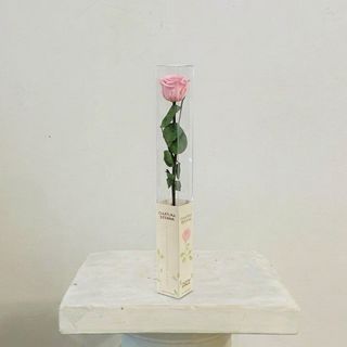 Rosa Rosa Eterna Preservada