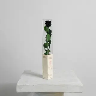 Rosa Negra Eterna Preservada 