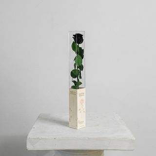 Rosa Negra Eterna Preservada 