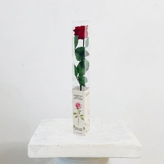 Rosa Roja Eterna Preservada 