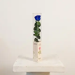 Rosa Azul Eterna Preservada