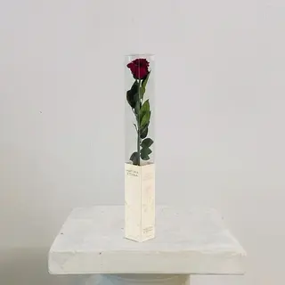 Rosa Burdeos Eterna Preservada