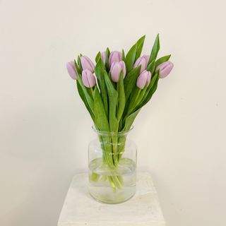 Ramo de 20 Tulipanes Morados Clarito