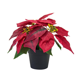 Flor de pascua. (Pascuero)