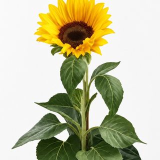 Girasol Único