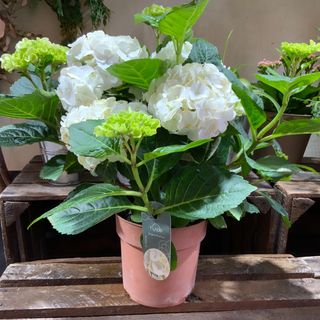 Hortensia Blanca ( 14 )