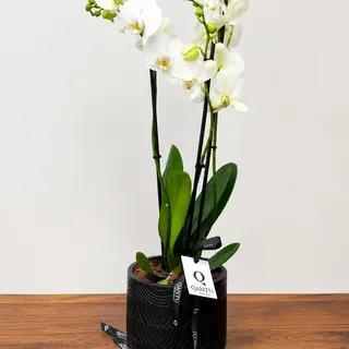 Orquídea Blanca Premium en Maceta Negra