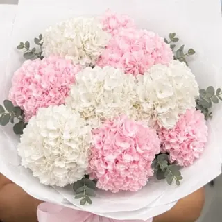 Hortensias Rosas y Blanco