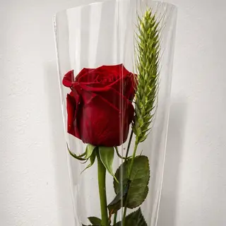 san Jordi