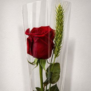 san Jordi