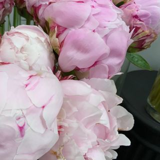 Peonías Rosa 3 Tallos
