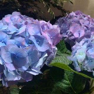 Planta Hortensia azul, claro 30 × 30