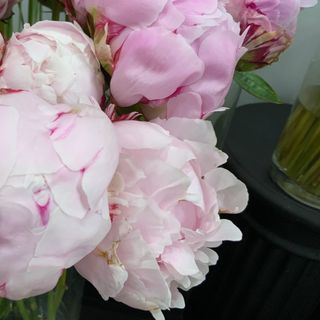 Peonias Rosa ( 5 Tallos )