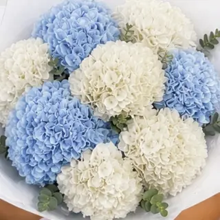 Hortensias, azul y blanco