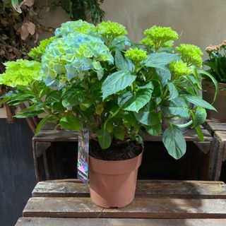 Hortensia Azul ( 14 )